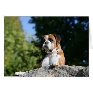 Boxer Hund Lutning på Sten Hälsningskort