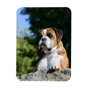 Boxer Hund Lutning på Sten Magnet