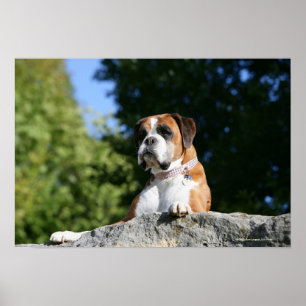 Boxer Hund Lutning på Sten Poster