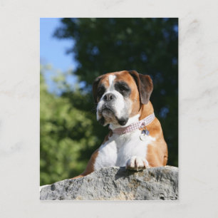 Boxer Hund Lutning på Sten Vykort