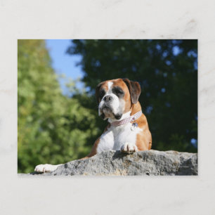 Boxer Hund Lutning på Sten Vykort
