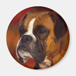 Boxer hund magnet