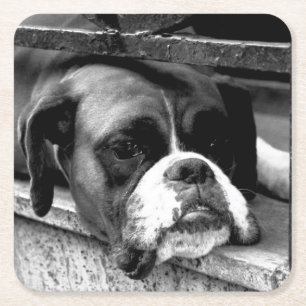 Boxer Hund på fönsterkuvert Underlägg Papper Kvadrat