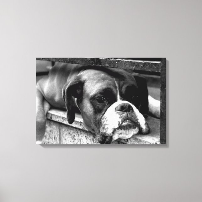 Boxer Hund på Windows 24x16 (60 x 40 cm)-waccnm Canvastryck (Framsida)