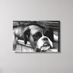 Boxer Hund på Windows 24x16 (60x40cm)-fönster Canvastryck