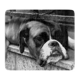 Boxer Hund på Windows-bcnm