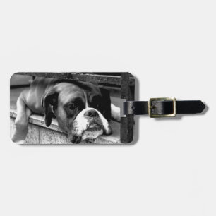 Boxer Hund på Windows CD-ltcnm Bagagebricka