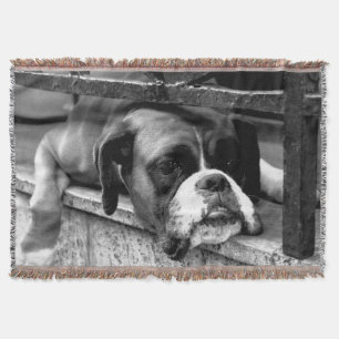 Boxer-Hund på Windows-flikar Filt