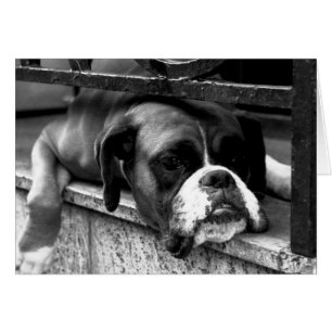 Boxer Hund på Windows-gcnm Hälsningskort