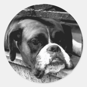 Boxer Hund på Windows-sccnm Runt Klistermärke