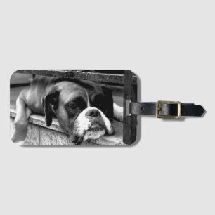 Boxer Hund på Windows SILL BC LTCnm Bagagebricka