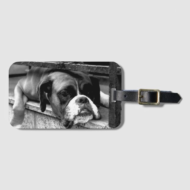 Boxer Hund på Windows SILL BC LTCnm Bagagebricka (Framsida horisontal)