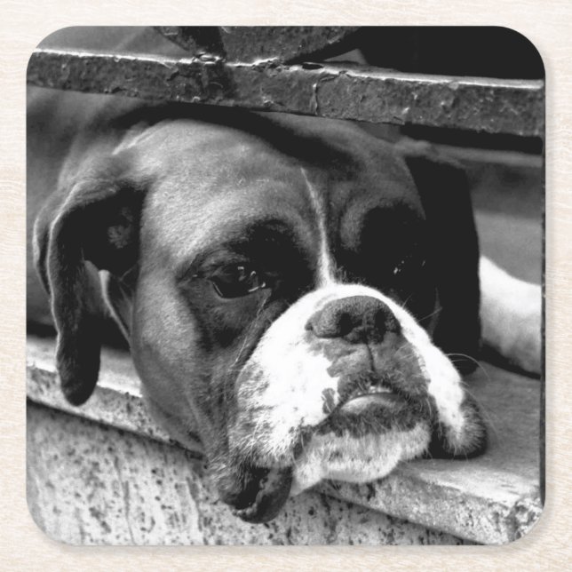 Boxer Hund på Windows sill Coercna Underlägg Papper Kvadrat (Framsidan)