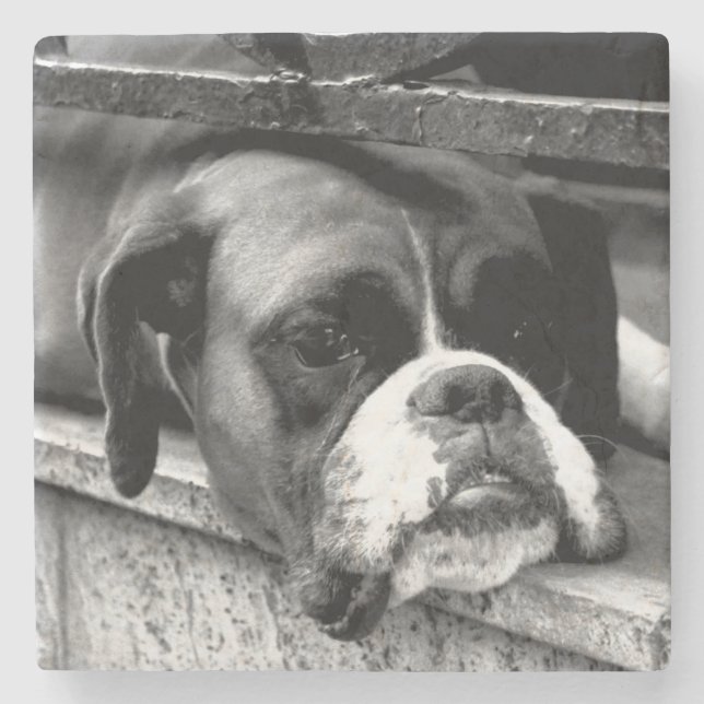 Boxer Hund på Windows Sill Coercnm Stenunderlägg (Framsidan)
