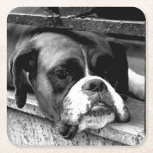 Boxer Hund på Windows Sill Coercnm