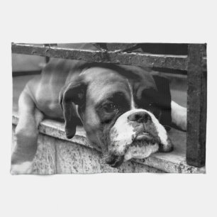 Boxer Hund på Windows-sill ktm Kökshandduk