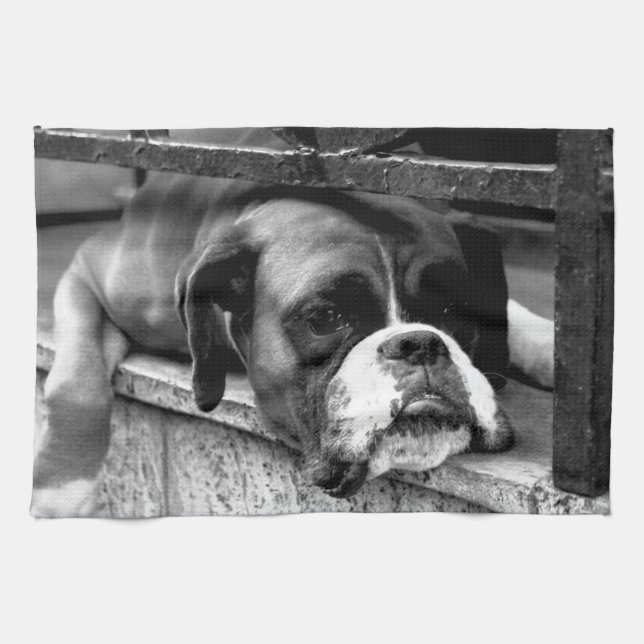 Boxer Hund på Windows-sill ktm Kökshandduk (Horisontell)