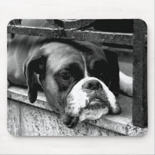 Boxer Hund på Windows Sill mp arc2 Musmatta