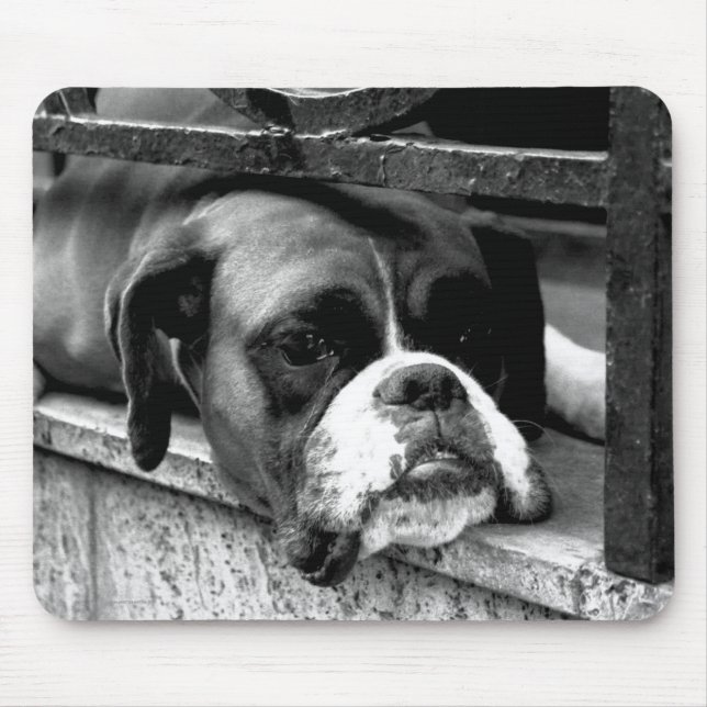Boxer Hund på Windows Sill mpcna Musmatta (Framsidan)