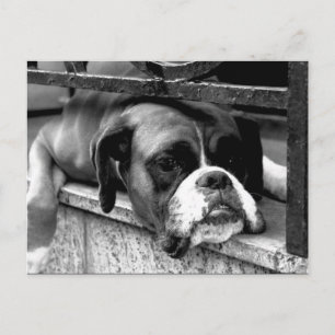 Boxer Hund på Windows Sill PC-båge2 Vykort