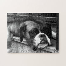 Boxer Hund på Windows-skärm 11x14 252pc jpcn