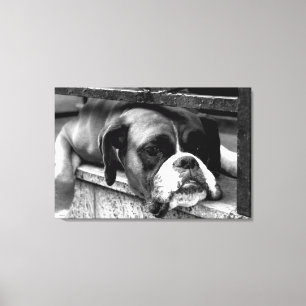 Boxer Hund på Windows-skärm, 36 x 24 (90 x 60 cm Canvastryck