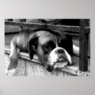 Boxer Hund på Windows Wapcy Arc1 Poster
