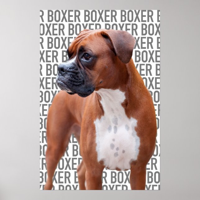 Boxer-hund Poster (Framsidan)
