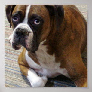 Boxer-Hund Poster utskrift
