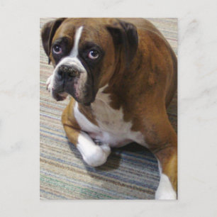 Boxer Hund Postkort Vykort