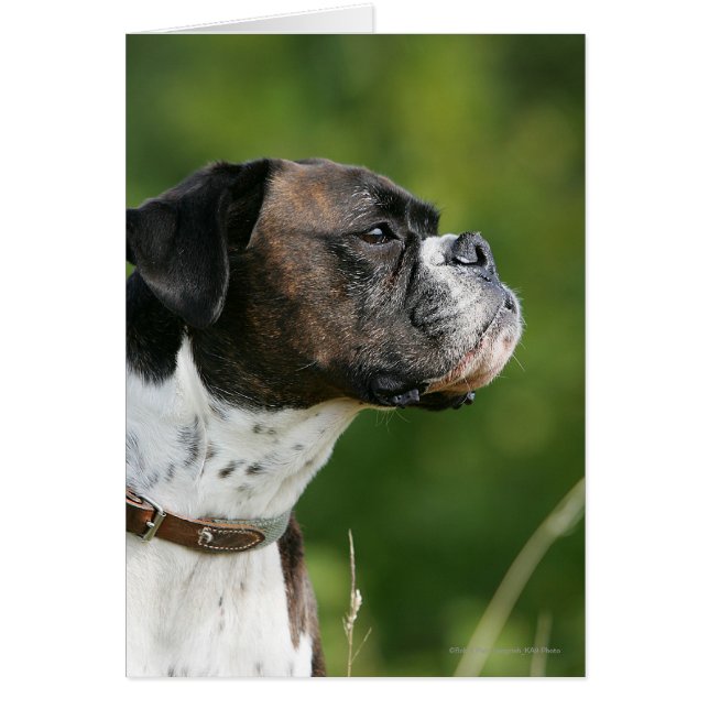 Boxer-Hund-profil Hälsningskort (Framsidan)
