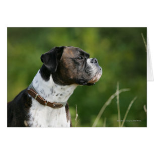 Boxer-Hund-profil Hälsningskort