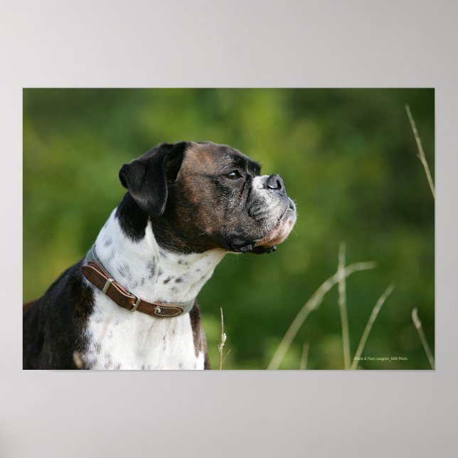 Boxer-Hund-profil Poster (Framsidan)