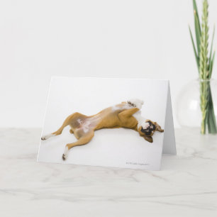 Boxer hund sätter på henne på golv kort