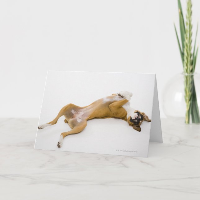 Boxer hund sätter på henne på golv kort (Framsida)