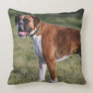 Boxer Hund Stående Kudde