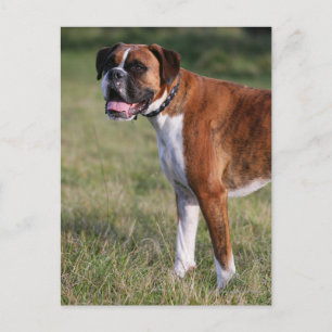 Boxer Hund Stående Vykort