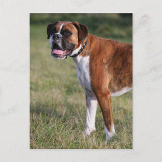 Boxer Hund Stående Vykort