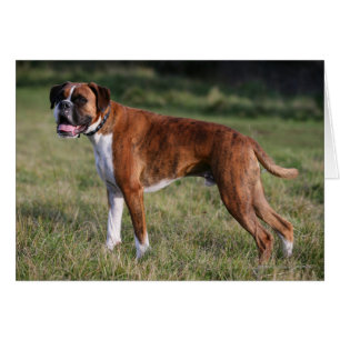 Boxer Hund Ständiga Hälsningskort