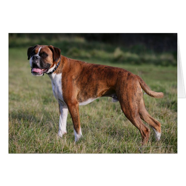 Boxer Hund Ständiga Hälsningskort (Framsidan Horizontal)