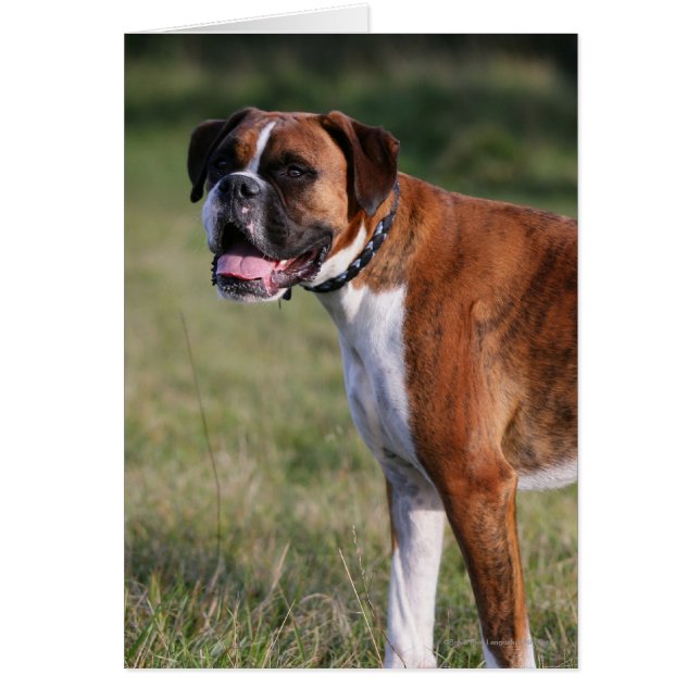 Boxer Hund Ständiga Hälsningskort (Framsidan)