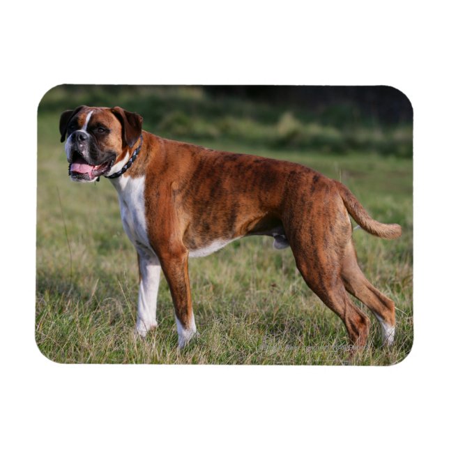 Boxer Hund Ständiga Magnet (Horisontell)