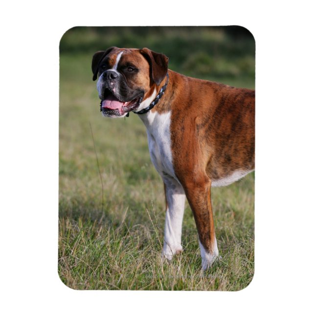 Boxer Hund Ständiga Magnet (Vertikal)