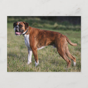 Boxer Hund Ständiga Vykort