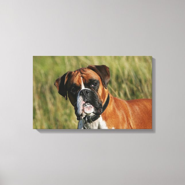 Boxer Hund Staring i Kamera Canvastryck (Framsida)