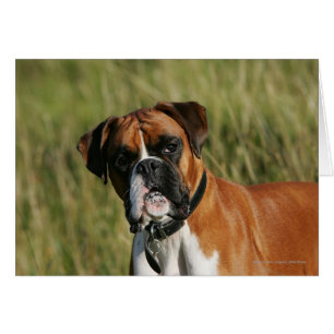 Boxer Hund Staring i Kamera Hälsningskort