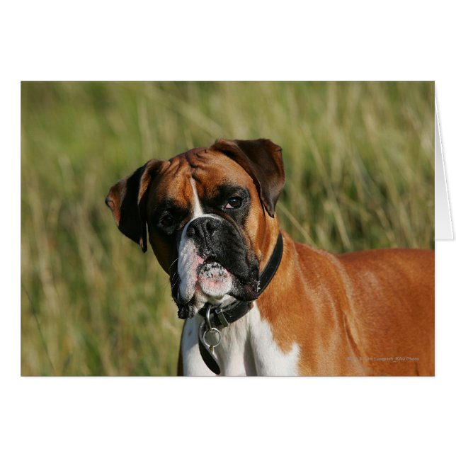 Boxer Hund Staring i Kamera Hälsningskort (Framsidan Horizontal)