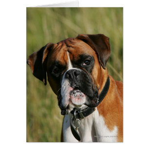 Boxer Hund Staring i Kamera Hälsningskort