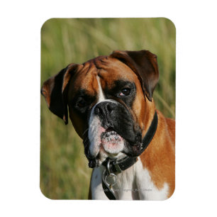 Boxer Hund Staring i Kamera Magnet