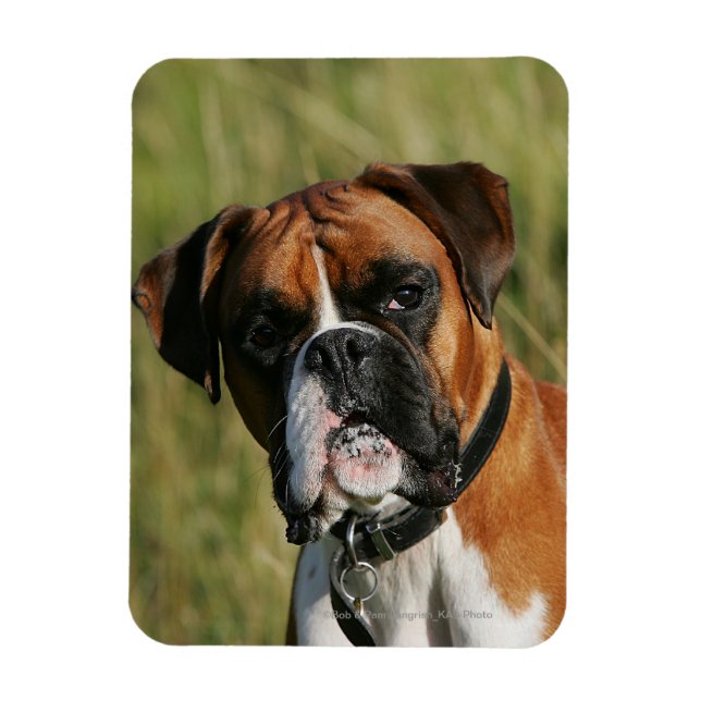 Boxer Hund Staring i Kamera Magnet (Vertikal)